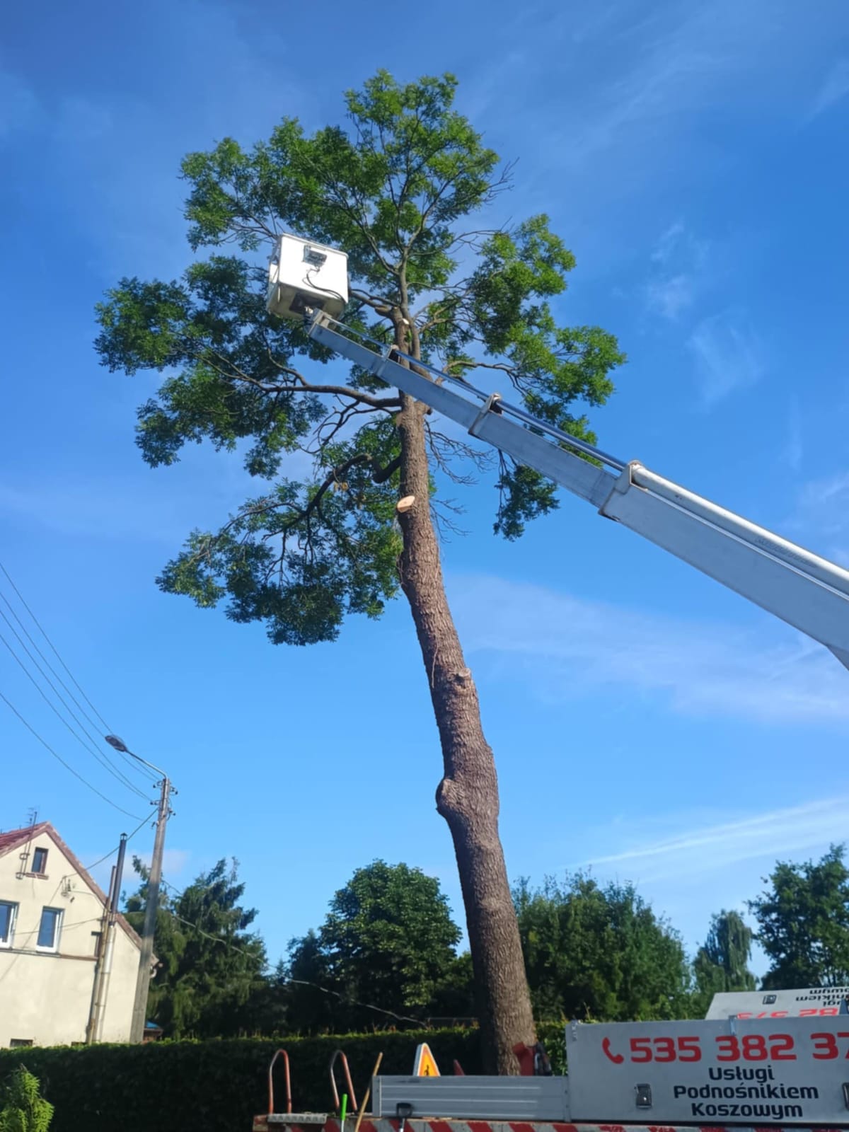 podnośnik koszowy prace na wysokości przycięcie drzewa