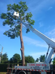 podnośnik koszowy prace na wysokości przycięcie drzewa